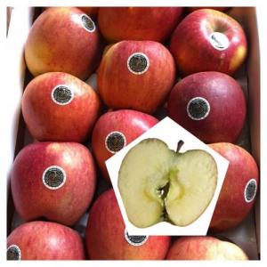 新鲜 糖心苹果 1箱约15个